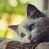 MinhAnh_Cute avatar